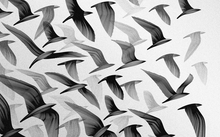 black and white birds digital art monochrome artwork 1920x1200 wallpaper 